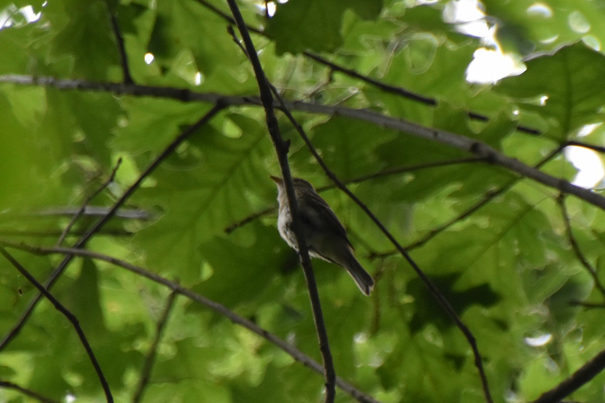 Acadian Flycatcher - ML620433938