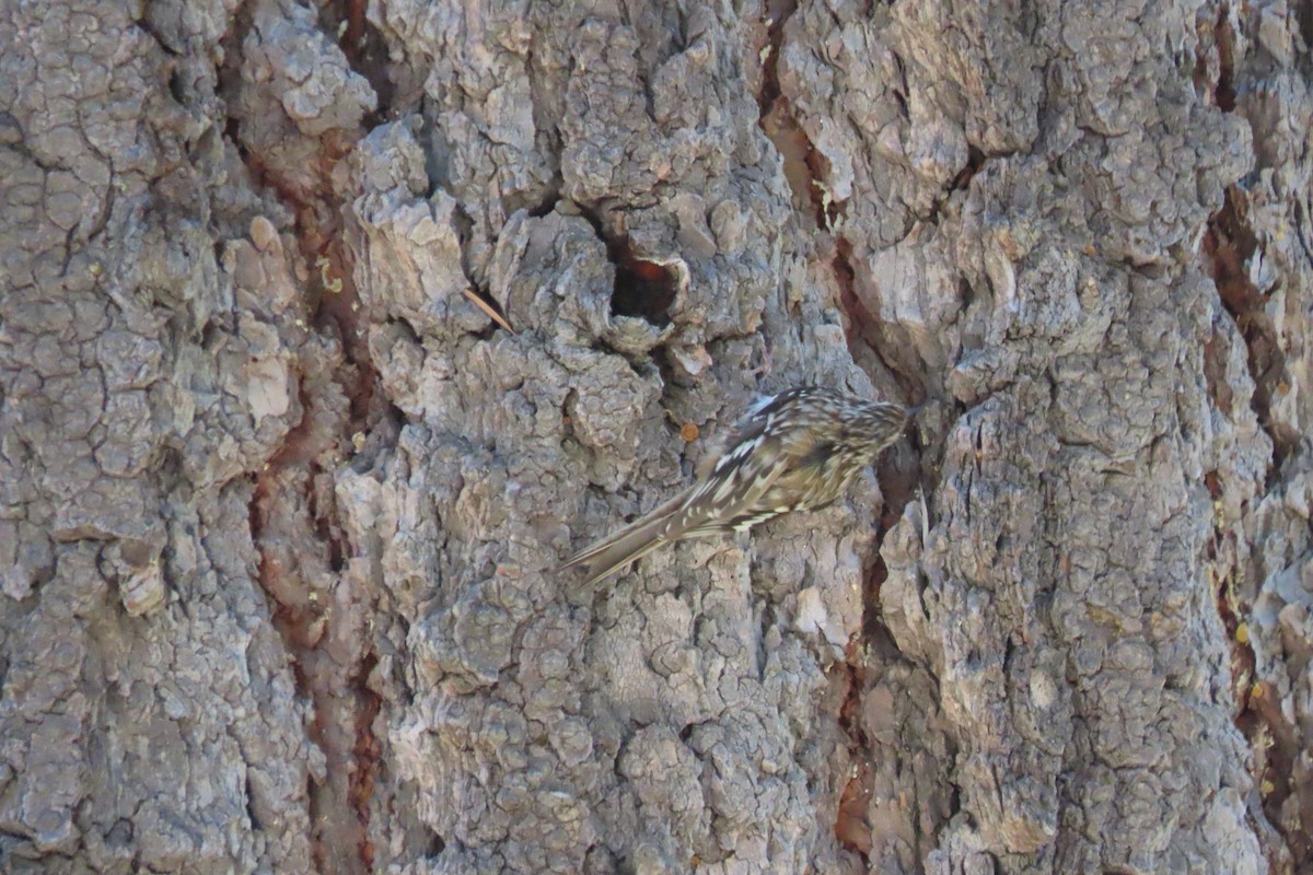 Brown Creeper - ML620433941