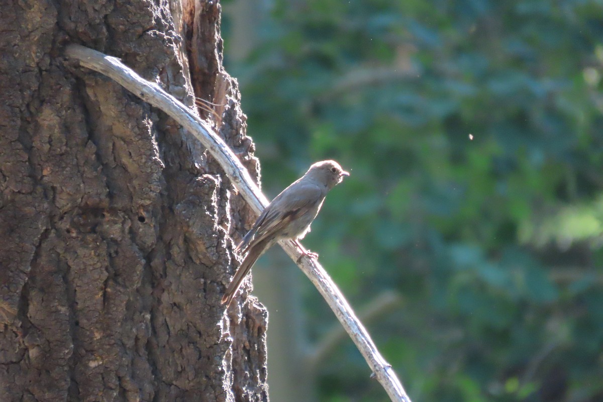 Townsend's Solitaire - ML620433943