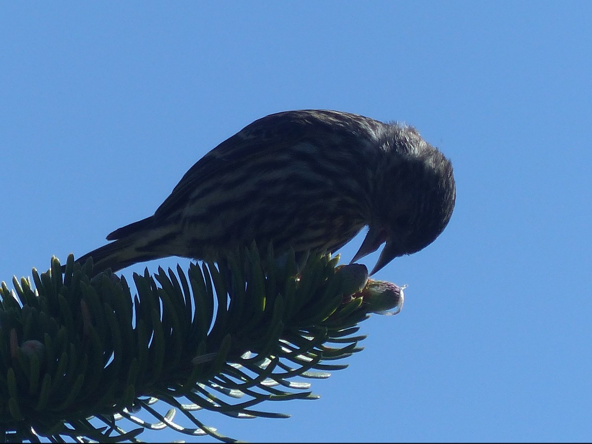 Pine Siskin - ML620433944