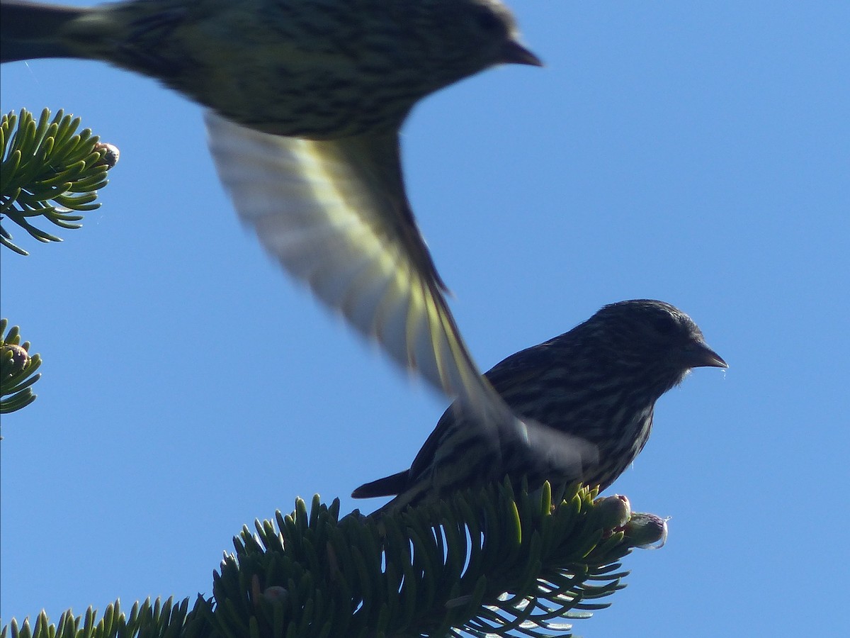 Pine Siskin - ML620433947