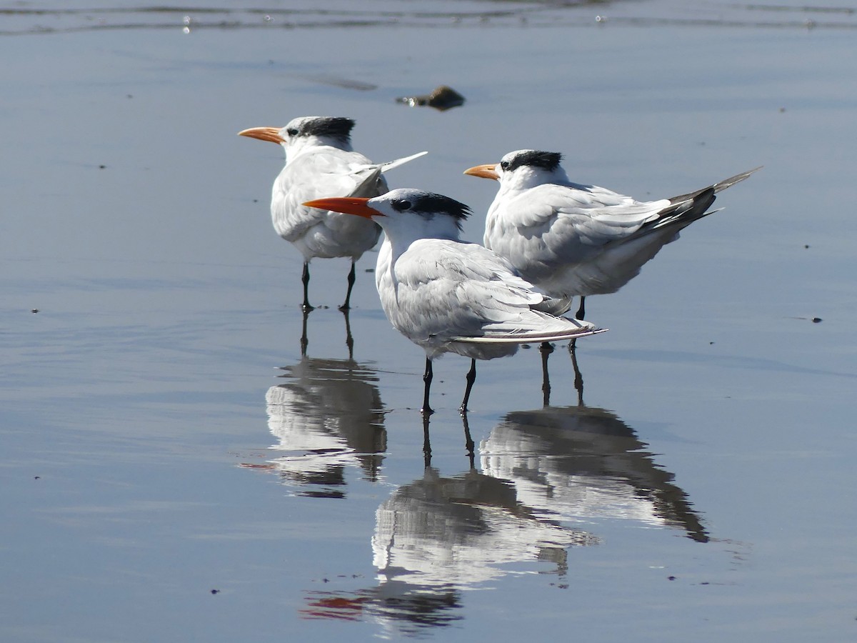 Royal Tern - ML620433949