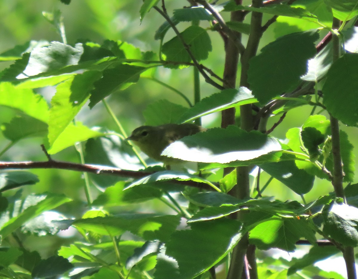 Orange-crowned Warbler - ML620433952