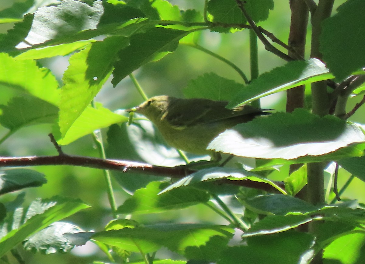 Orange-crowned Warbler - ML620433954