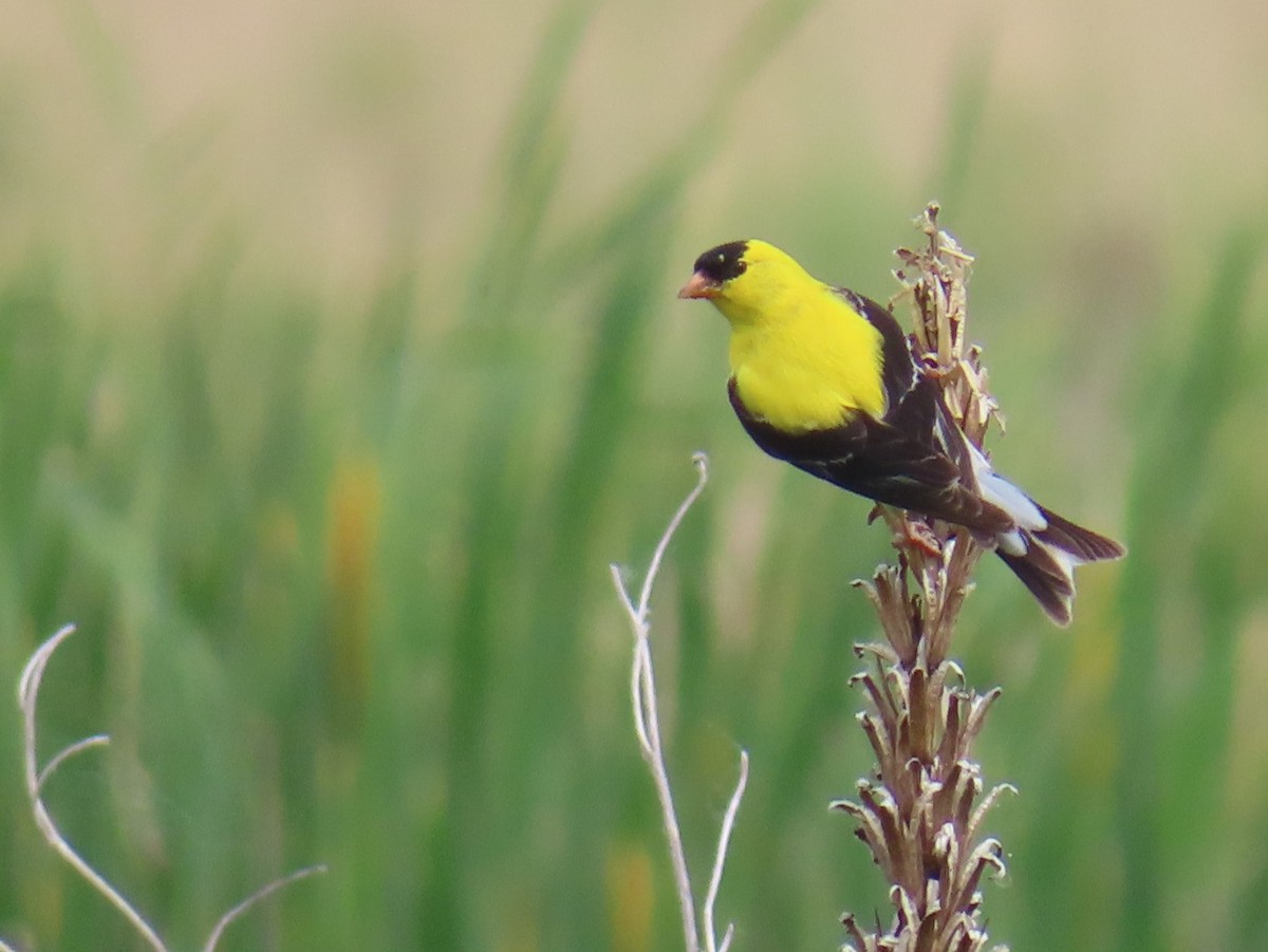 American Goldfinch - ML620433961