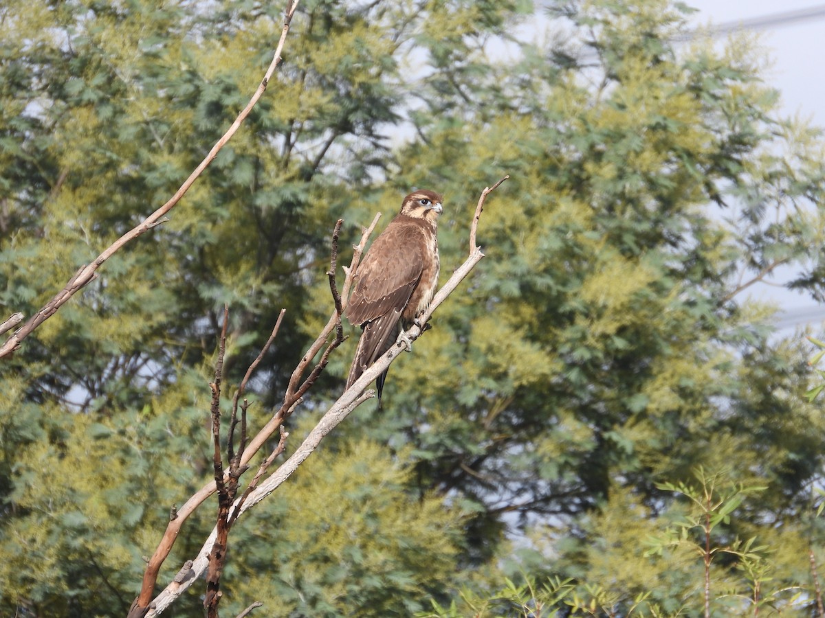 Brown Falcon - ML620433967