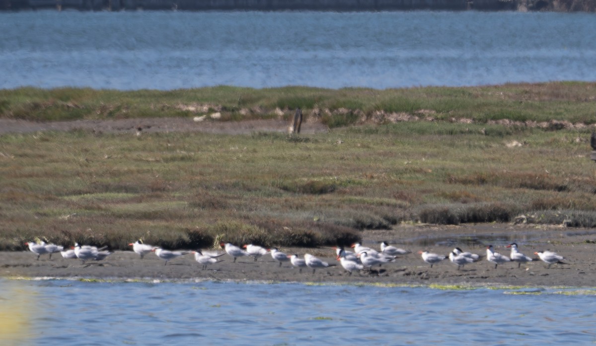 Caspian Tern - ML620433983