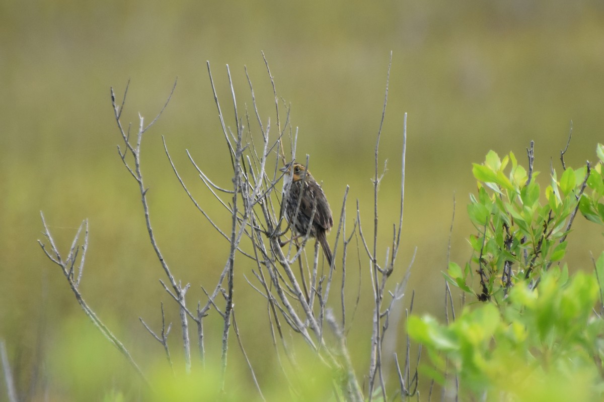 Saltmarsh Sparrow - ML620433999