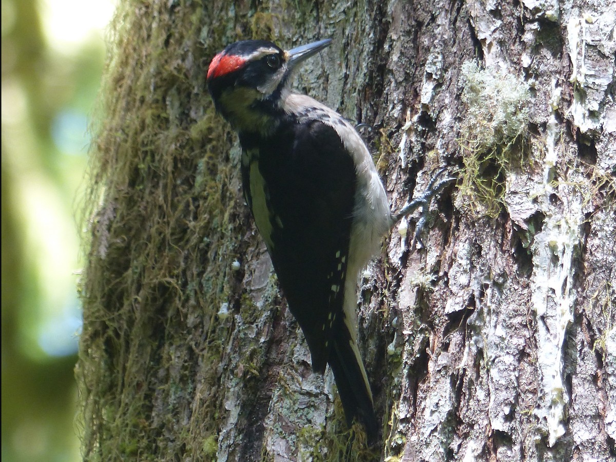 Hairy Woodpecker (Pacific) - ML620434001