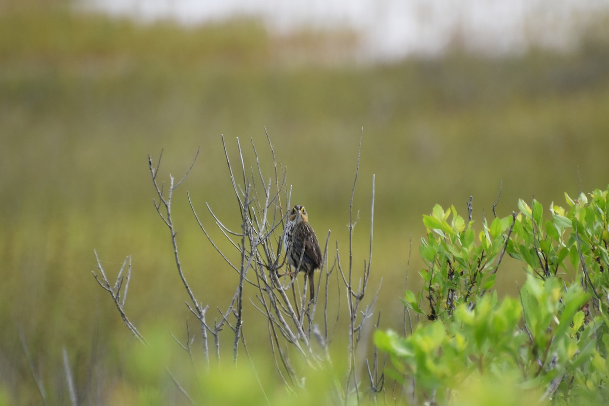 Saltmarsh Sparrow - ML620434002