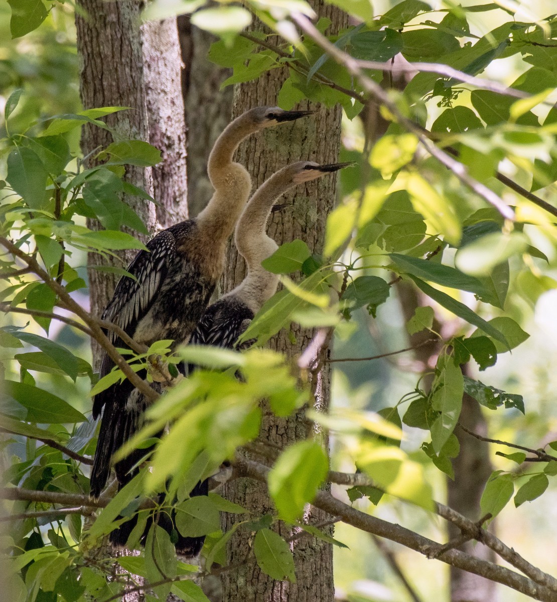 Amerika-Schlangenhalsvogel - ML620434005