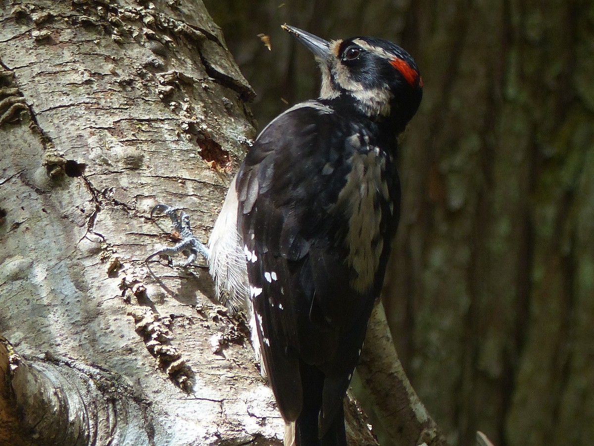 Hairy Woodpecker (Pacific) - ML620434006