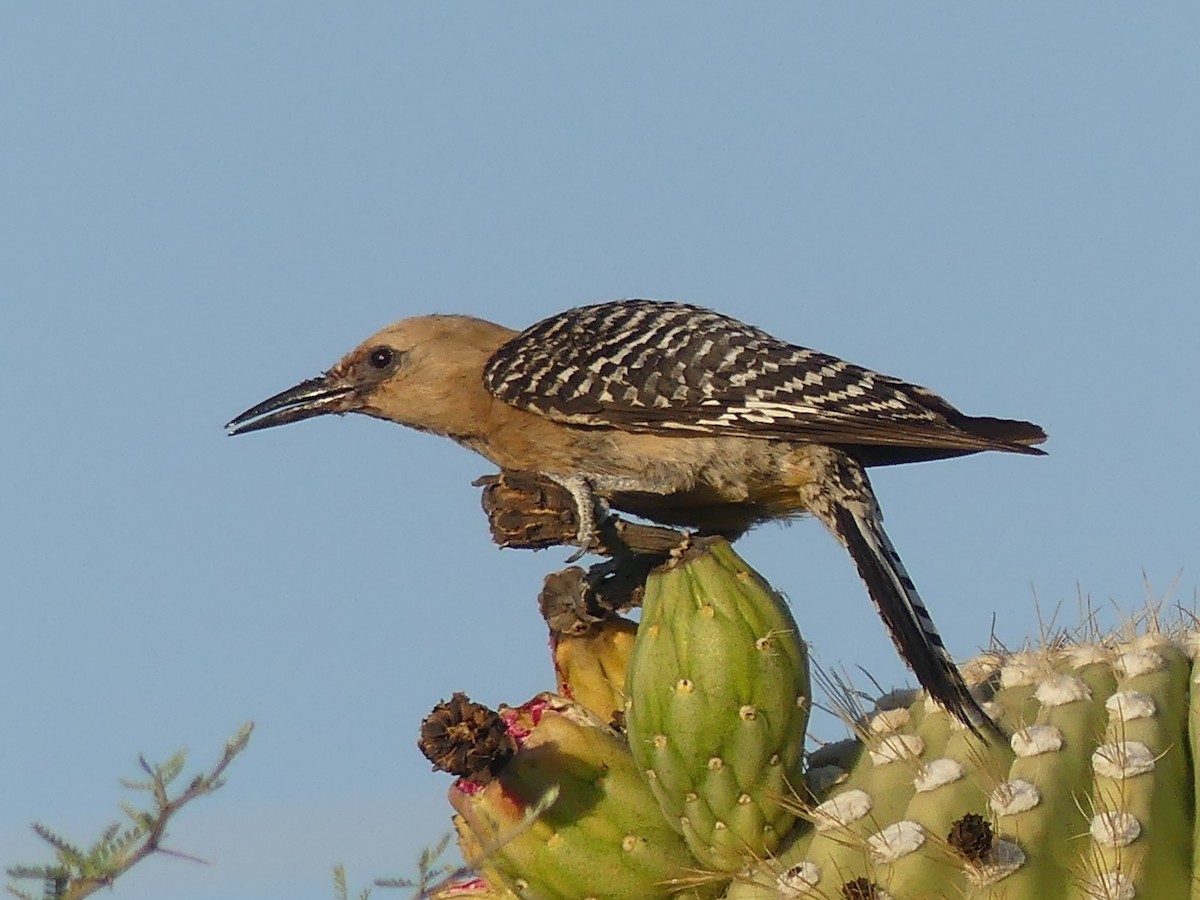 Gila Woodpecker - ML620434007