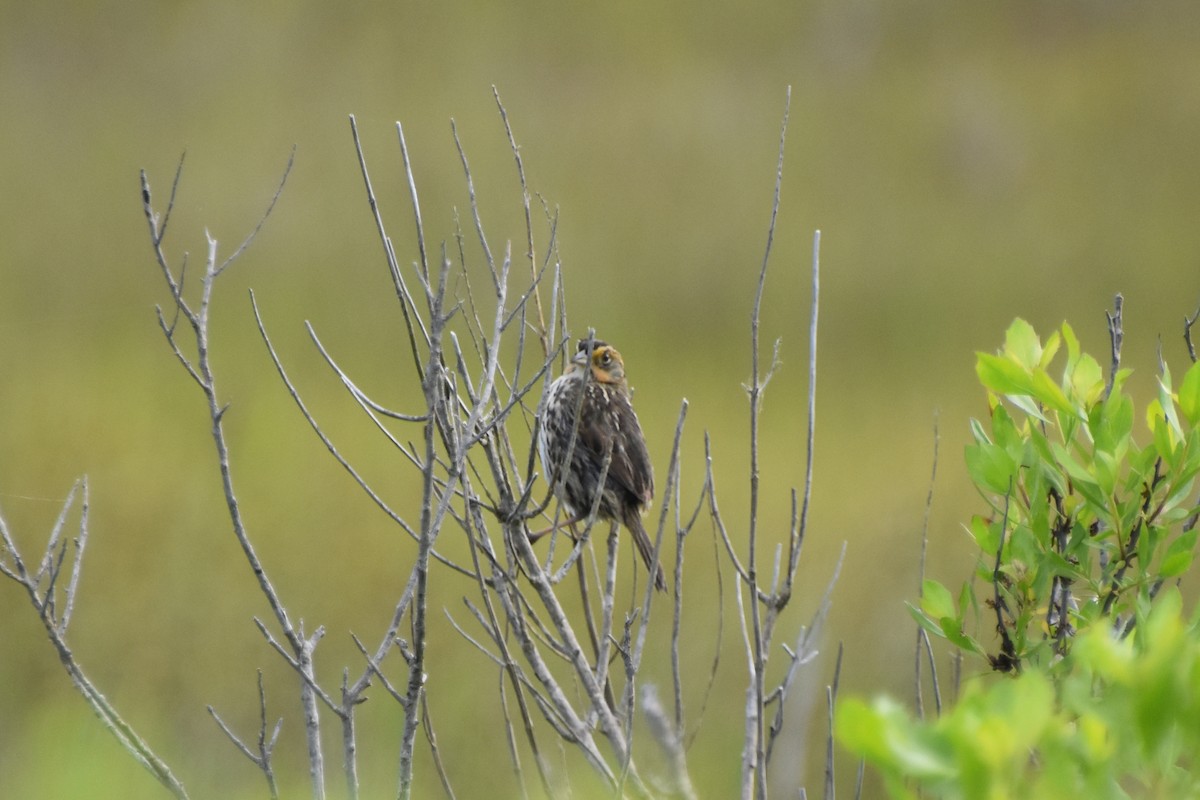 Saltmarsh Sparrow - ML620434015