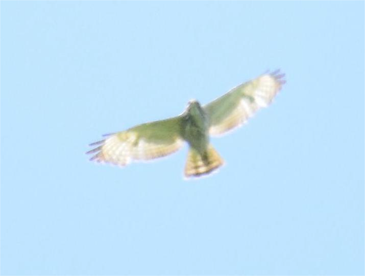 Red-shouldered Hawk - ML620434021