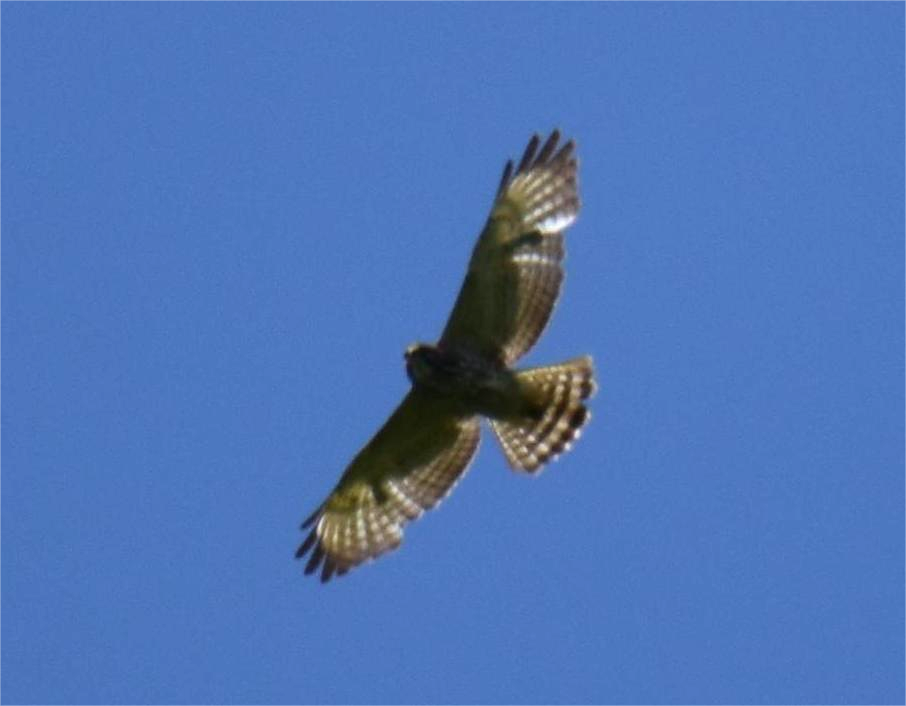 Broad-winged Hawk - ML620434023