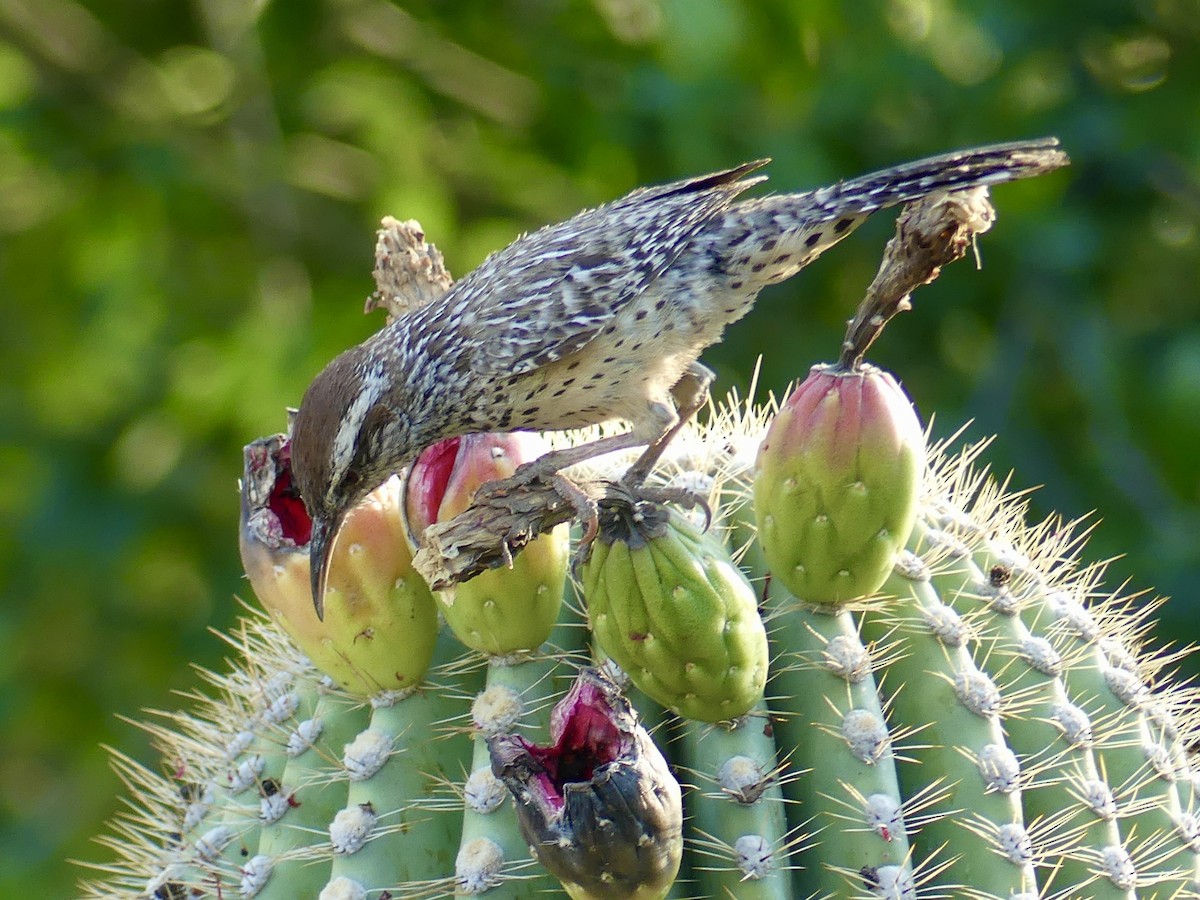 Cactus Wren - ML620434025