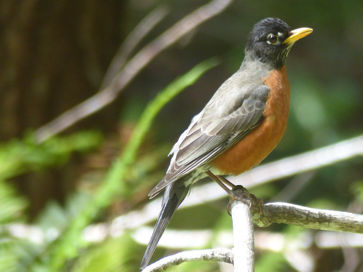 American Robin - ML620434027