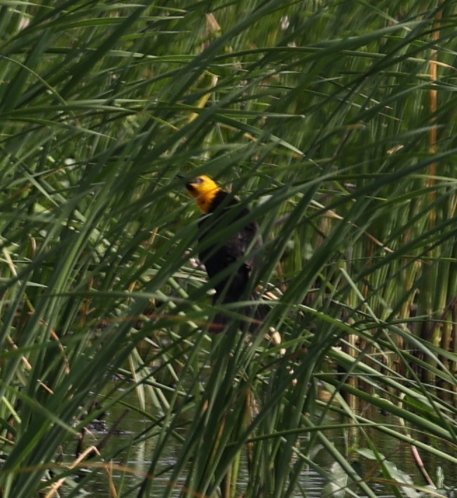 Yellow-headed Blackbird - ML620434029