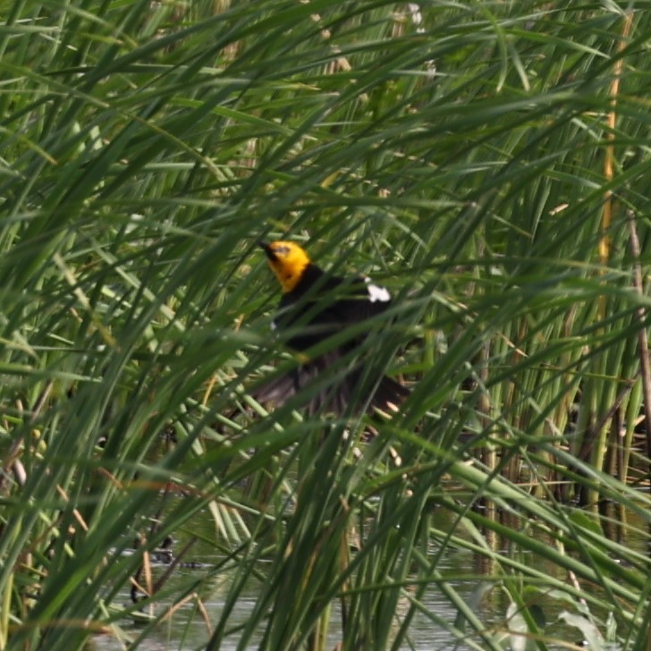 Yellow-headed Blackbird - ML620434030