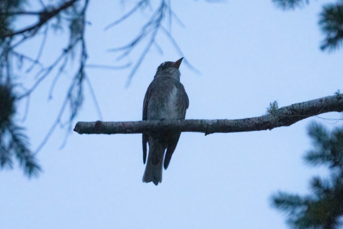 Olive-sided Flycatcher - ML620434031