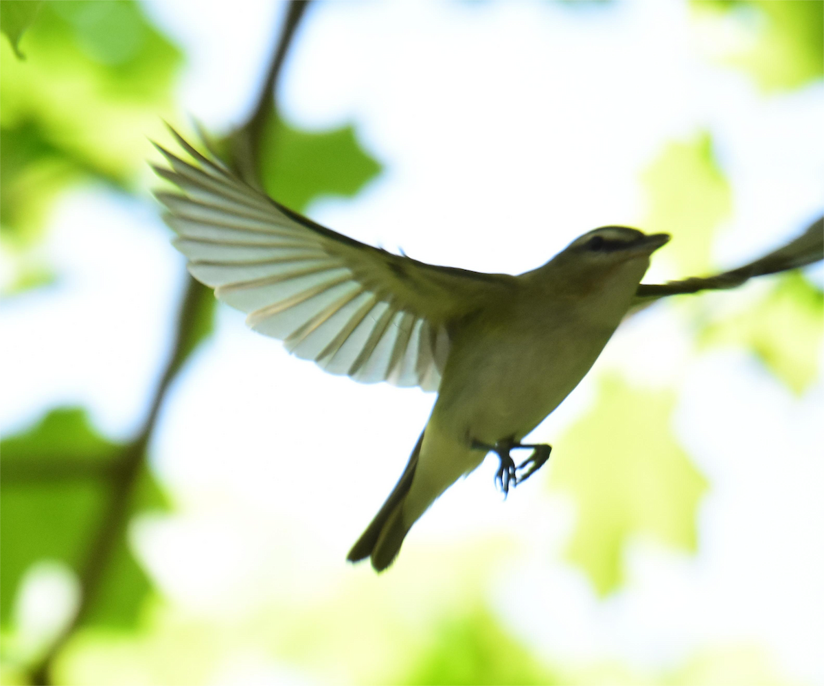 Red-eyed Vireo - ML620434032