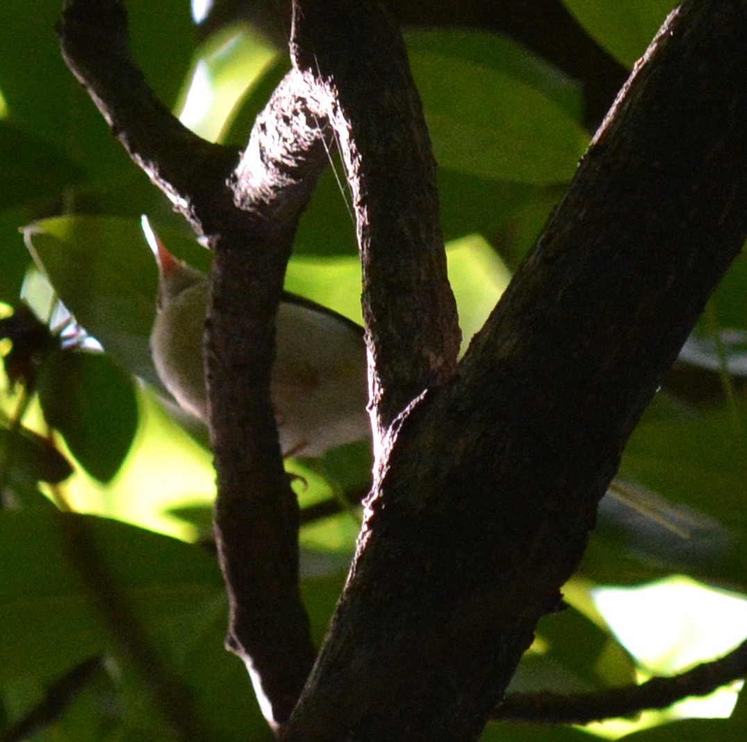 Common Tailorbird - ML620434033