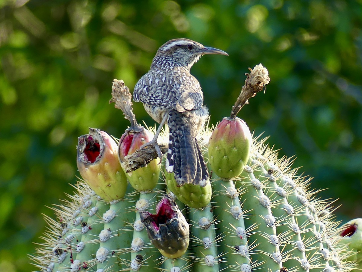 Cactus Wren - ML620434037