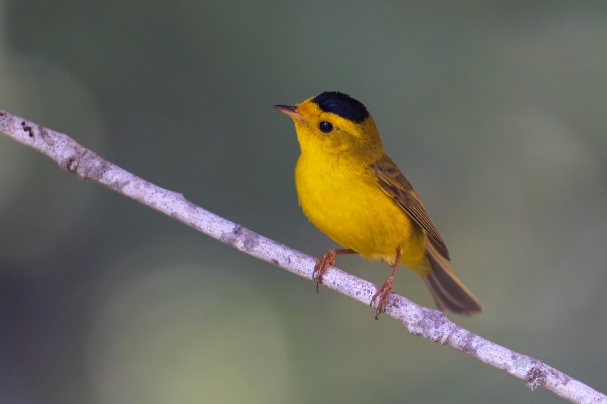 Wilson's Warbler - ML620434038