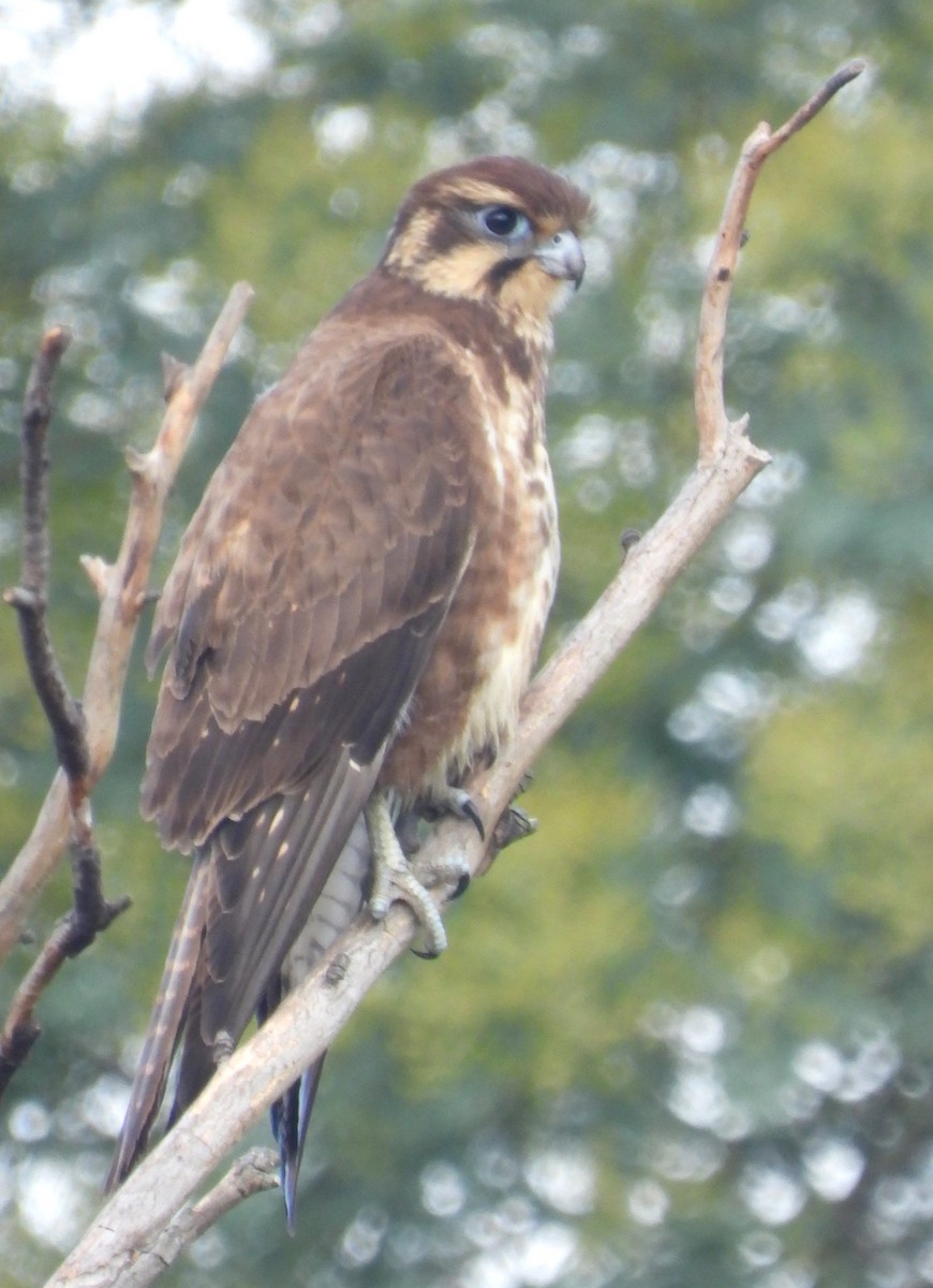 Brown Falcon - ML620434041