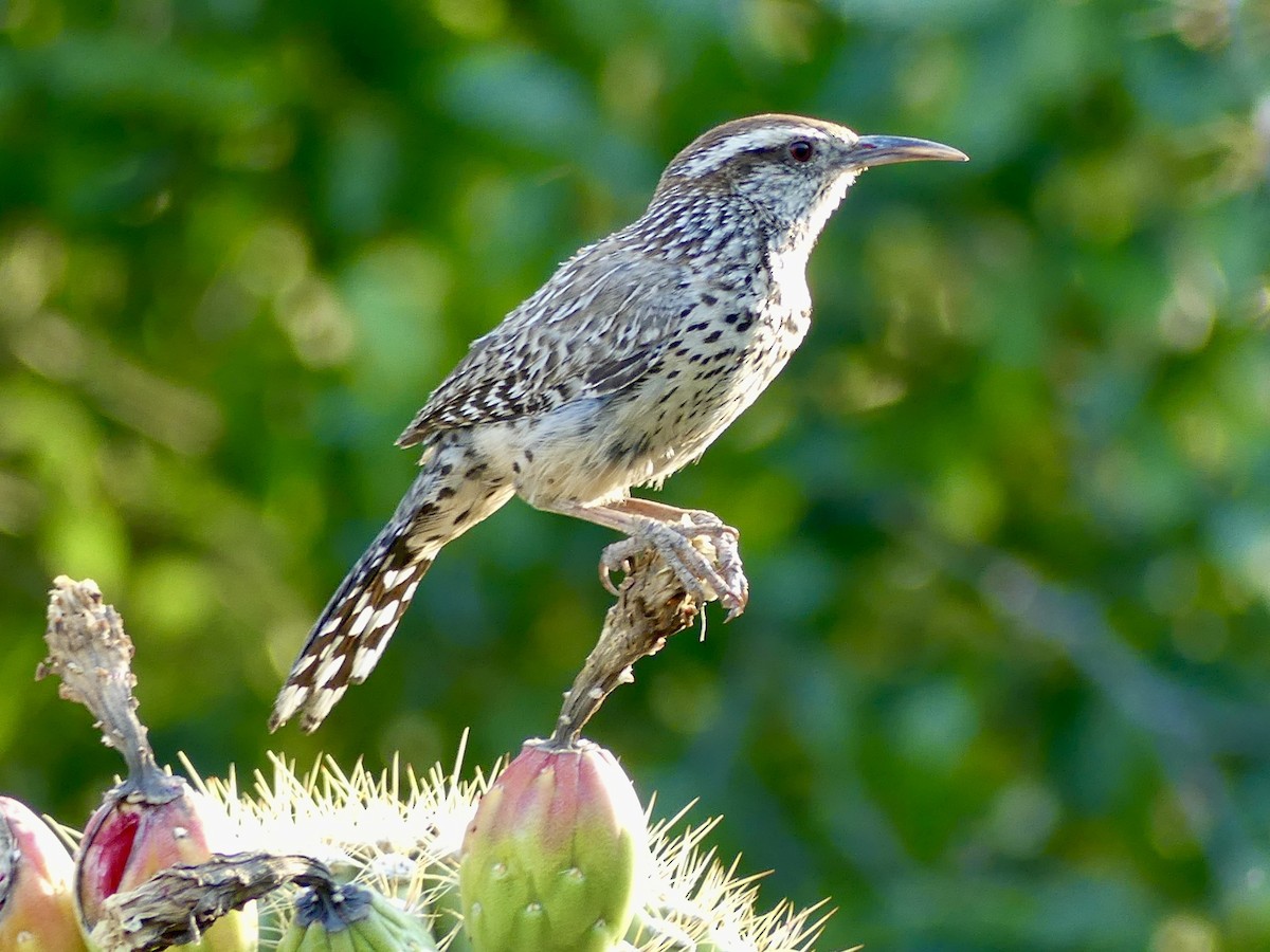 Cactus Wren - ML620434043