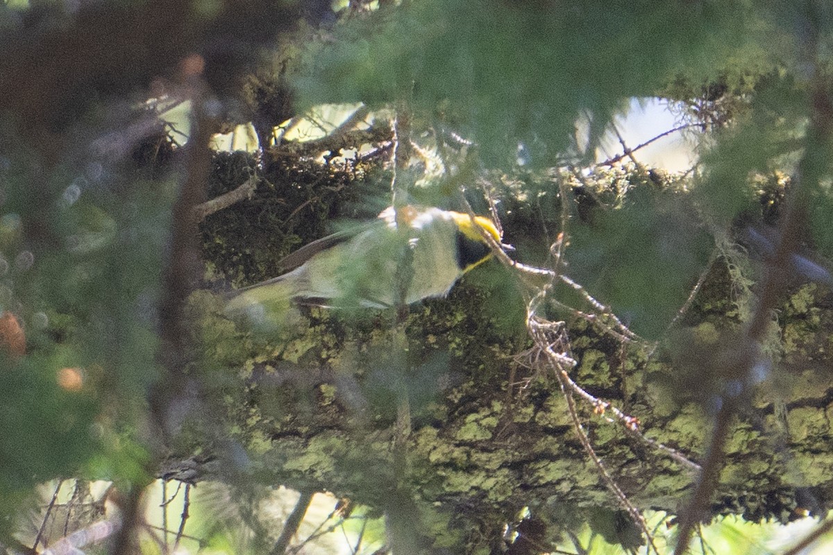 Paruline à tête jaune - ML620434044