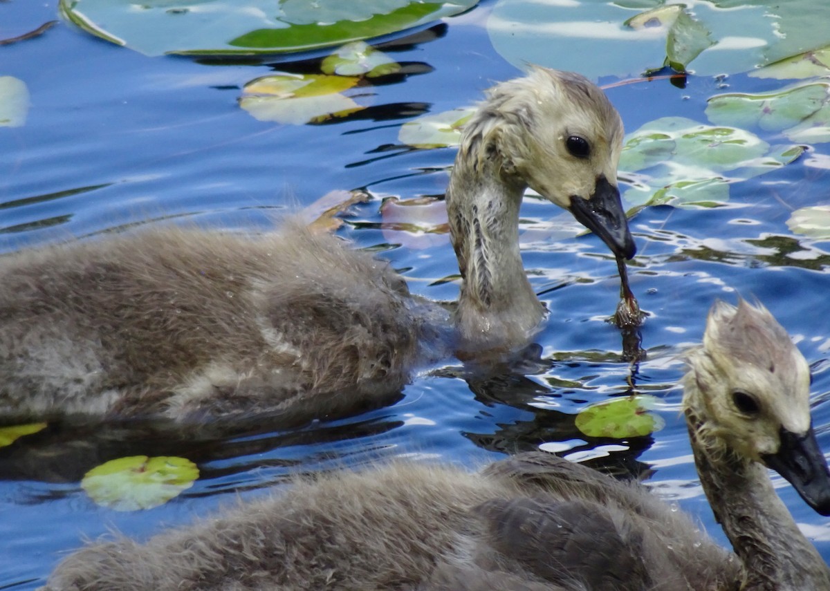 Canada Goose - ML620434051