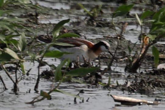 Falaropo Tricolor - ML620434052