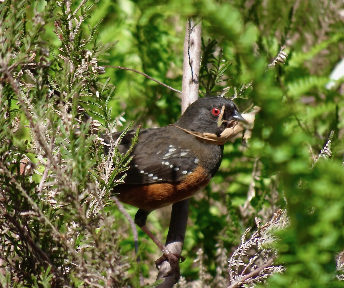 Spotted Towhee - ML620434053