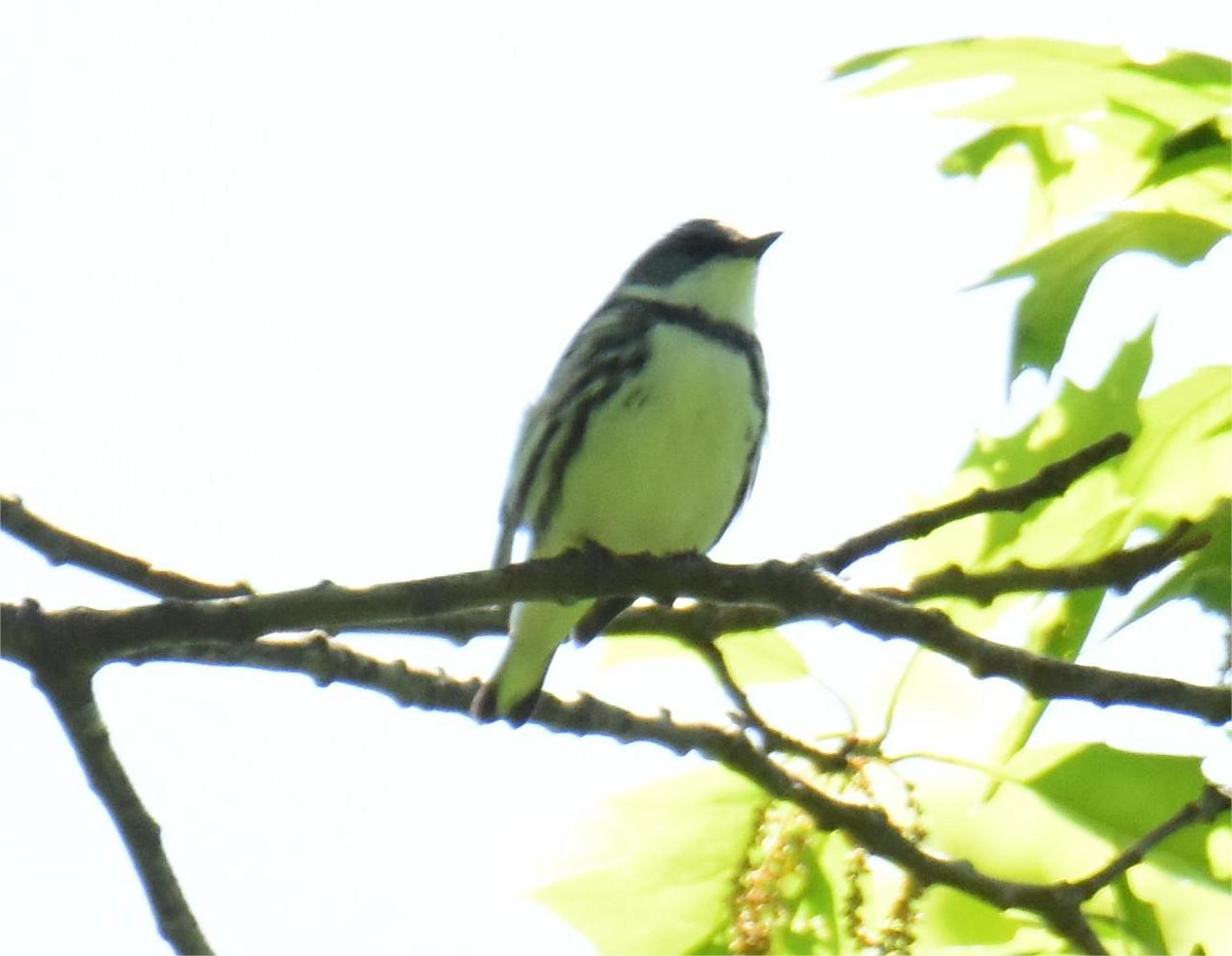 Cerulean Warbler - ML620434054