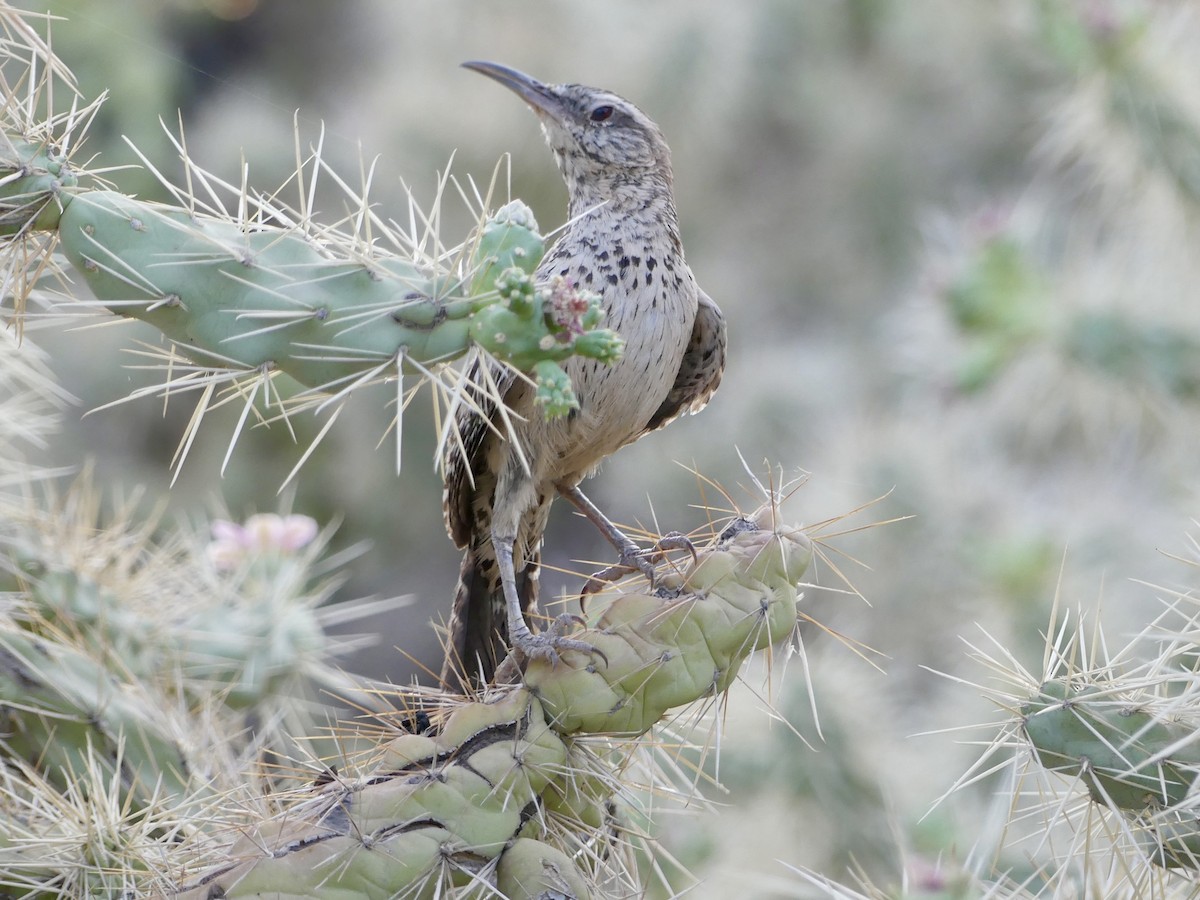 Cactus Wren - ML620434055