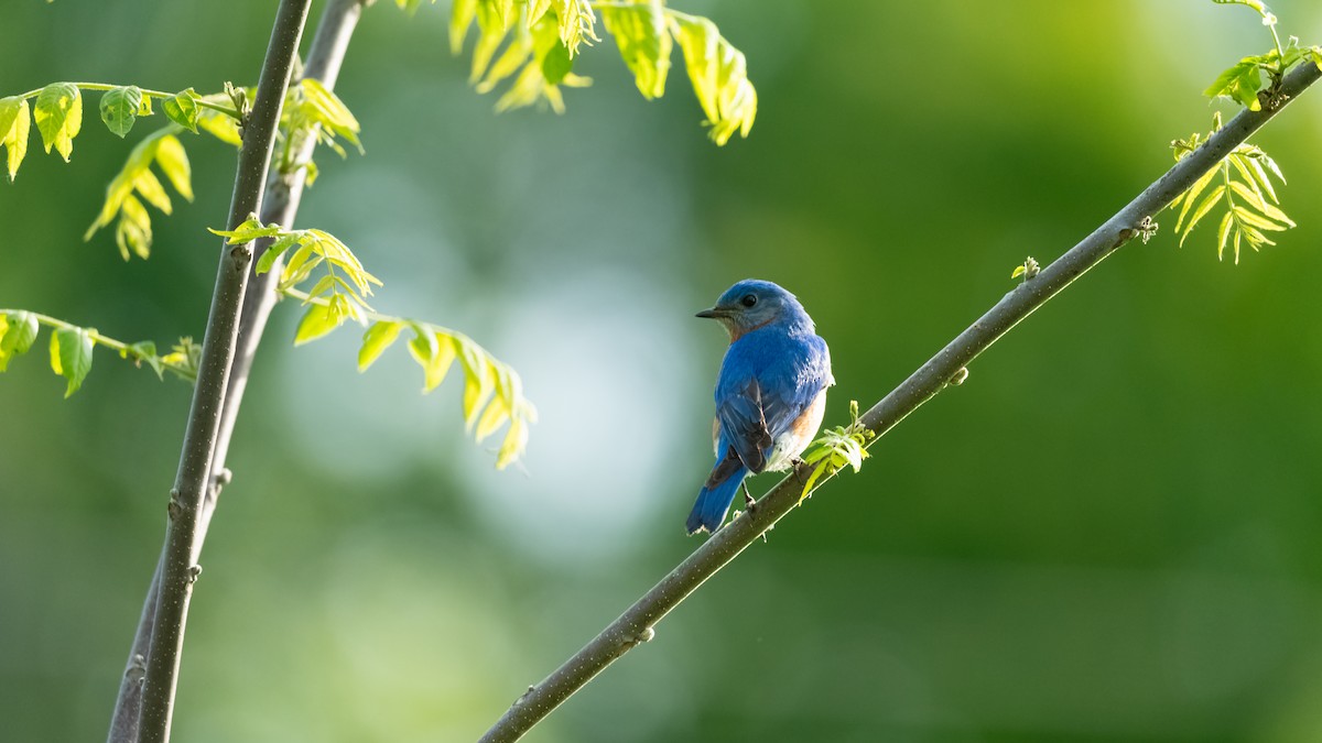 Eastern Bluebird - ML620434058