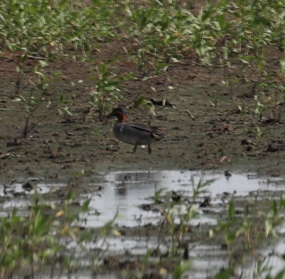 Green-winged Teal - ML620434060