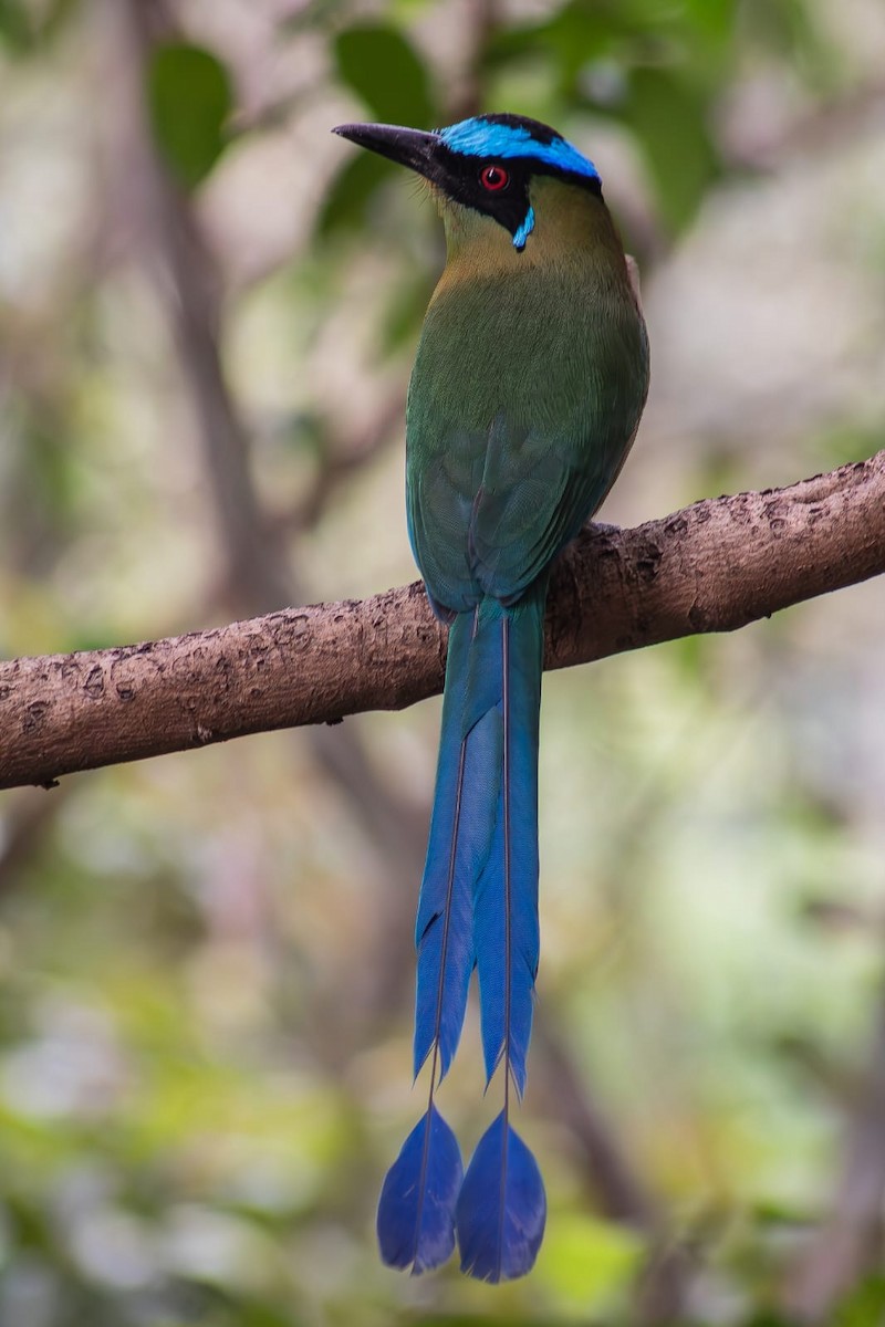 Andean Motmot - ML620434062