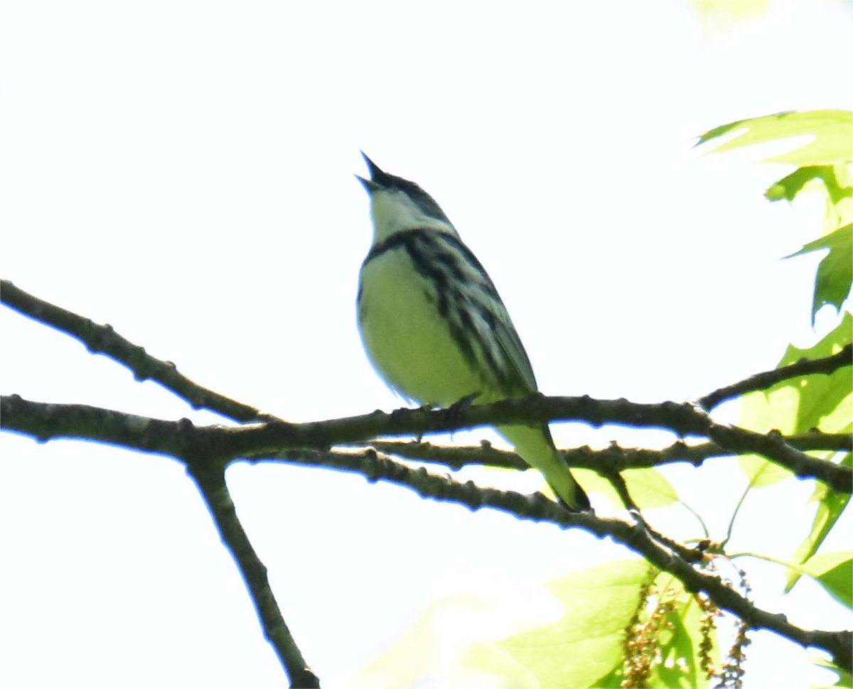 Cerulean Warbler - ML620434063