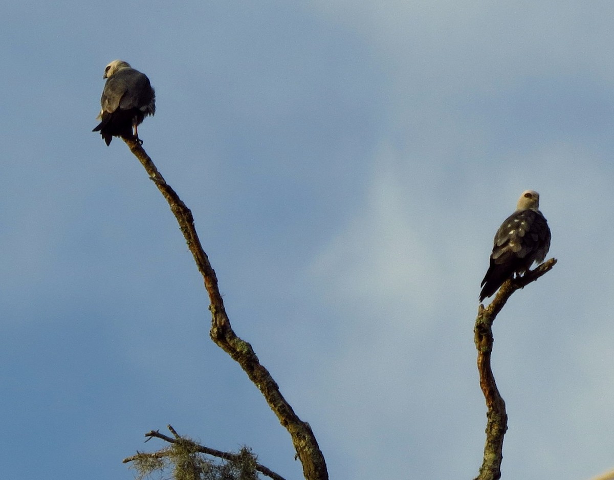 Mississippi Kite - ML620434069