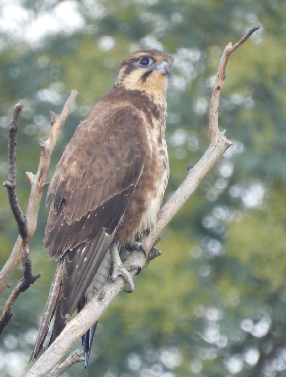 Brown Falcon - ML620434070