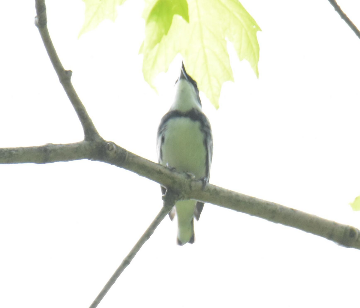 Paruline azurée - ML620434072