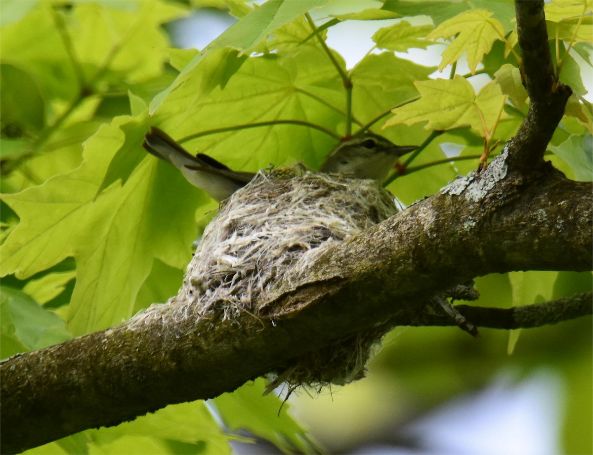 Cerulean Warbler - ML620434073