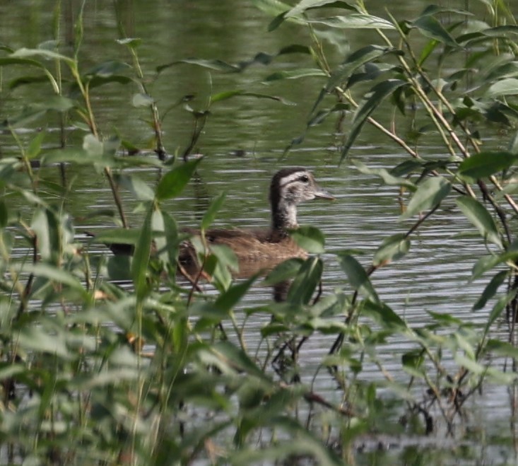 Wood Duck - ML620434077