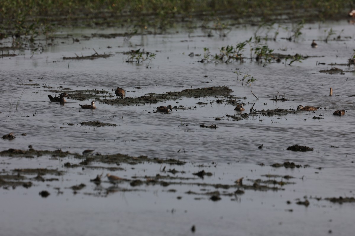 Wood Duck - ML620434086