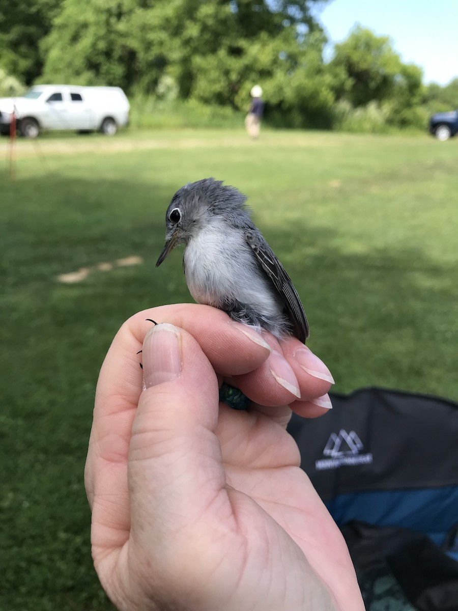 Blue-gray Gnatcatcher - ML620434088