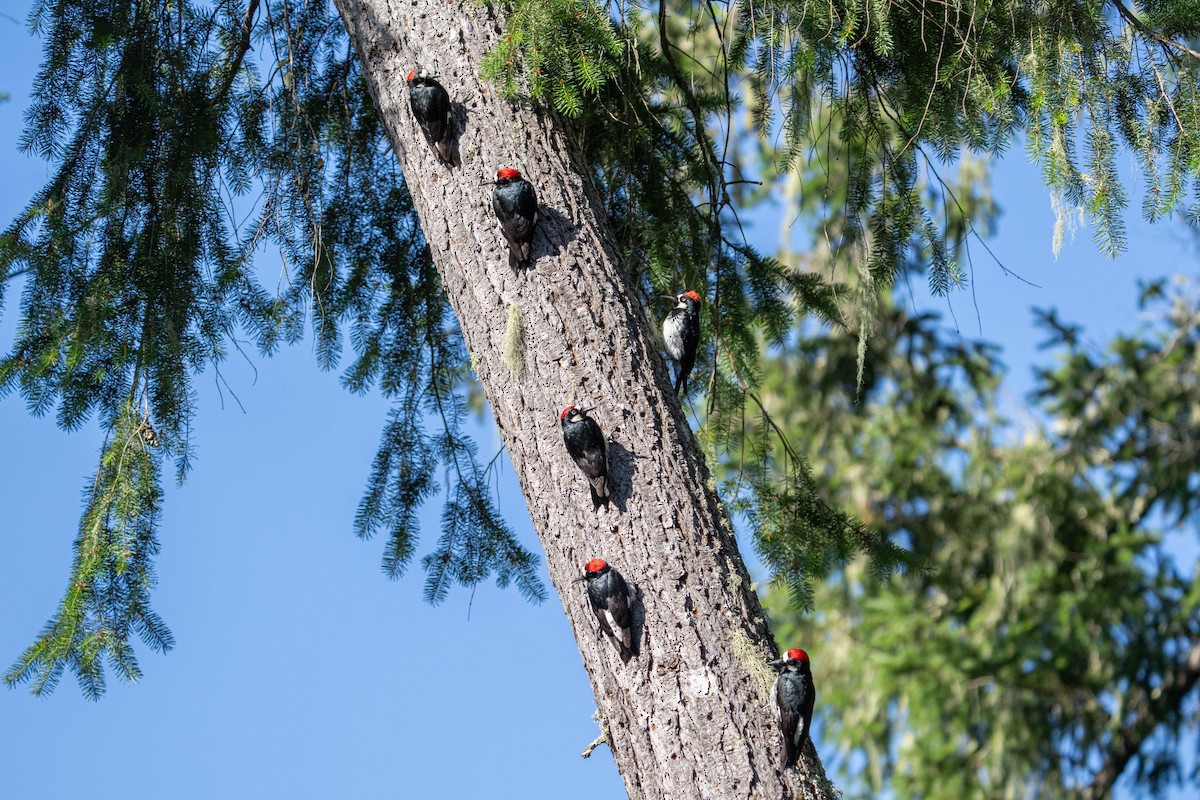 Acorn Woodpecker - ML620434093