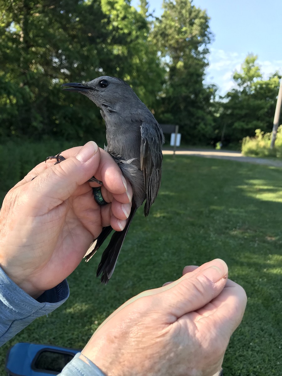 Gray Catbird - ML620434095